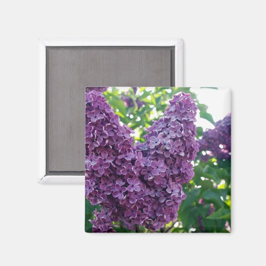 Paarse Lilacs Magnet (Voorkant / Achterkant)