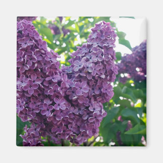 Paarse Lilacs Magnet