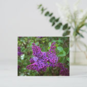 Paarse Lilacs op een lentedag Briefkaart (Staand voorkant)