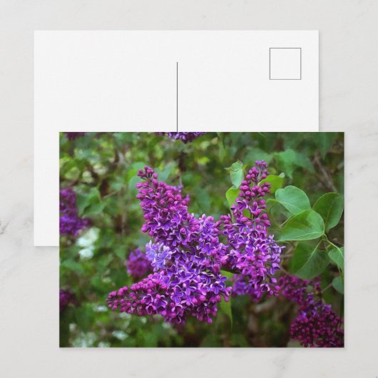 Paarse Lilacs op een lentedag Briefkaart (Voorkant / Achterkant)
