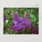 Paarse Lilacs op een lentedag Briefkaart (Voorkant)