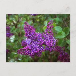 Paarse Lilacs op een lentedag Briefkaart