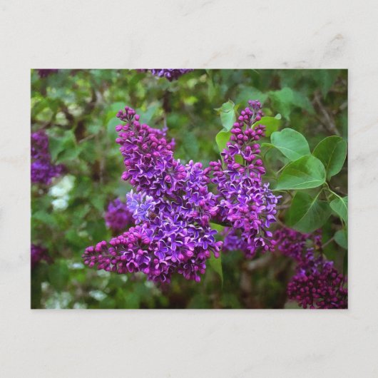 Paarse Lilacs op een lentedag Briefkaart (Voorkant)