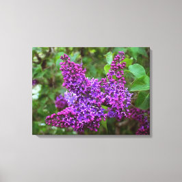 Paarse Lilacs op een lentedag Canvas Afdruk