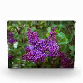 Paarse Lilacs op een lentedag Fotoblokken