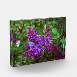 Paarse Lilacs op een lentedag Fotoblokken