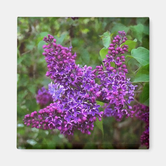 Paarse Lilacs op een lentedag Magneet (Voorkant)