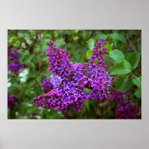 Paarse Lilacs op een lentedag