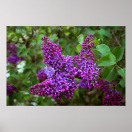 Paarse Lilacs op een lentedag Poster