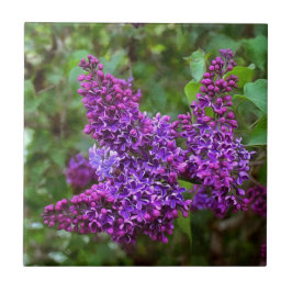 Paarse Lilacs op een lentedag Tegeltje