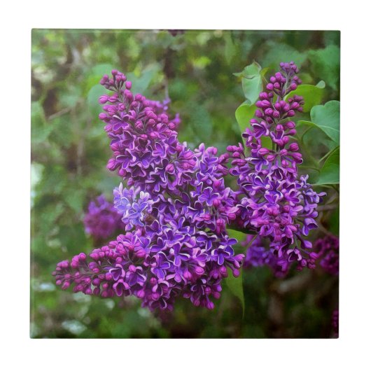 Paarse Lilacs op een lentedag Tegeltje (Voorkant)
