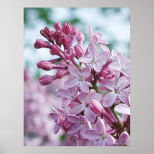  Paarse Lilacs Poster