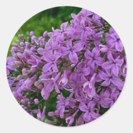 Paarse lilacs romantische elegante paarse foto van ronde sticker