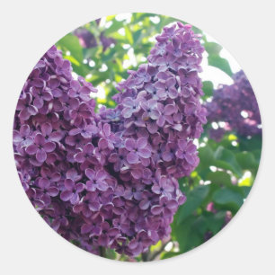 Paarse Lilacs Stickers