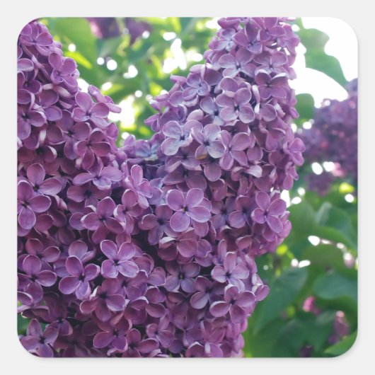  Paarse Lilacs Vierkante Sticker (Voorkant)