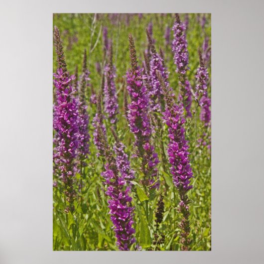 Paarse Loosestrife Poster (Voorkant)