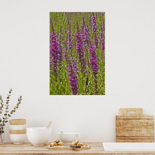 Paarse Loosestrife Poster (Keuken)