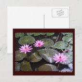 Paarse lotus briefkaart (Voorkant / Achterkant)