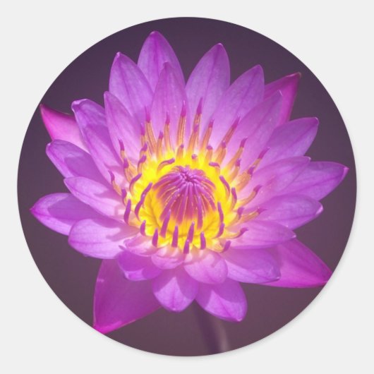 Paarse Lotus Flower Ronde Sticker (Voorkant)