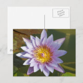 Paarse Lotus/Water Lily Briefkaart (Voorkant / Achterkant)