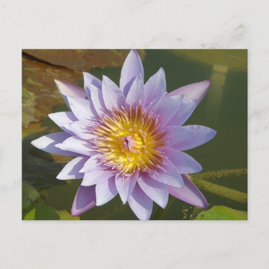 Paarse Lotus/Water Lily Briefkaart (Voorkant)