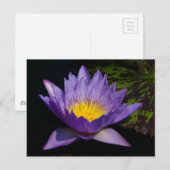 Paarse Lotus Waterlelie Briefkaart (Voorkant / Achterkant)