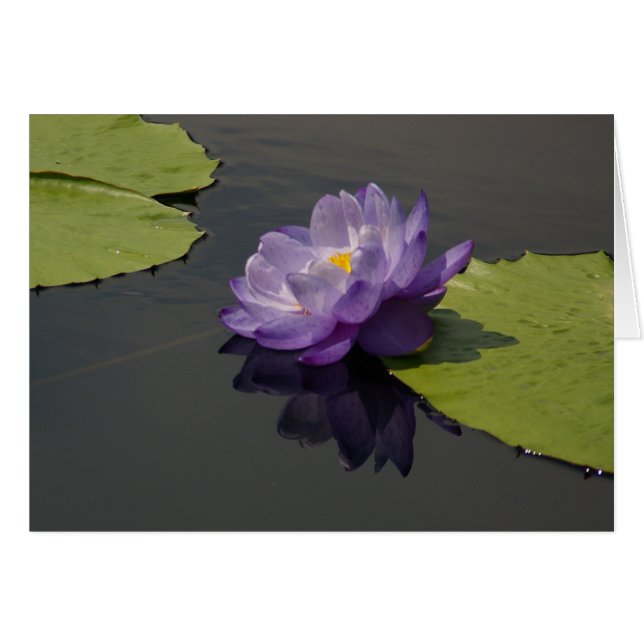 Paarse Lotus Waterleliekaart (Voorkant Horizontaal)