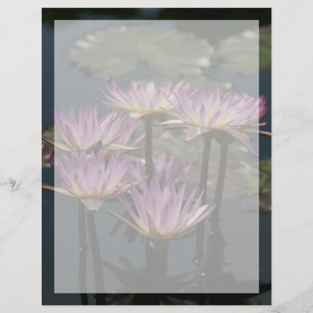 Paarse Lotus Waterlilies (Voorkant)