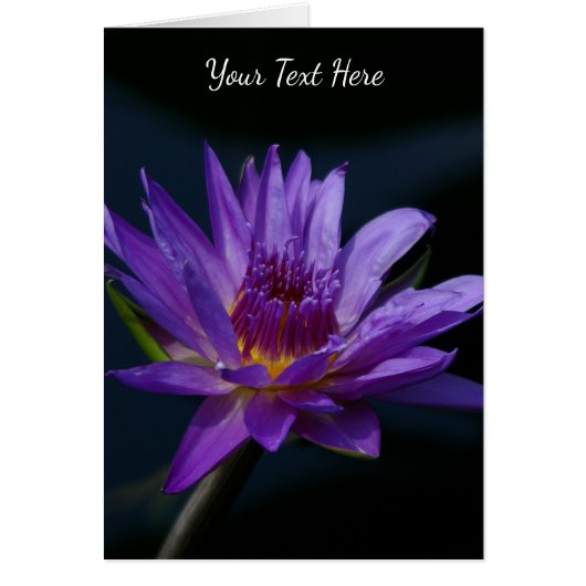 Paarse Lotus Waterlily (Voorkant)