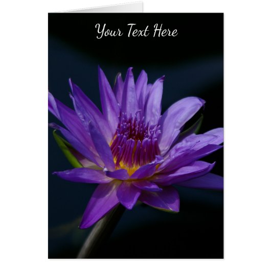 Paarse Lotus Waterlily (Voorkant)