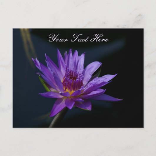Paarse Lotus Waterlily Briefkaart (Voorkant)