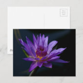 Paarse Lotus Waterlily Briefkaart (Voorkant / Achterkant)