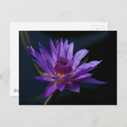Paarse Lotus Waterlily Briefkaart (Voorkant / Achterkant)