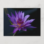 Paarse Lotus Waterlily Briefkaart (Voorkant)