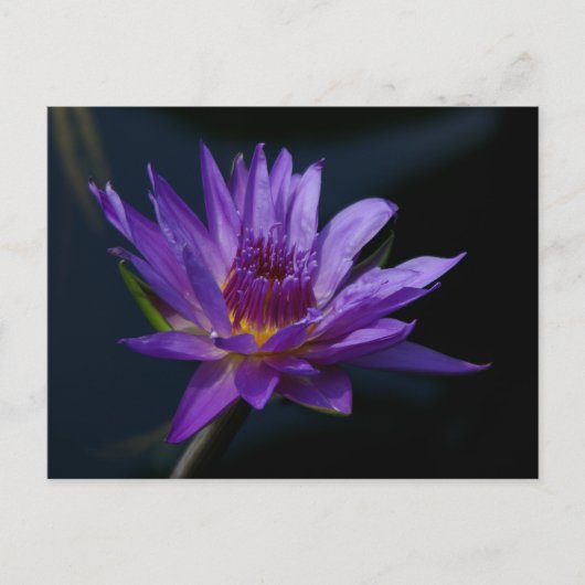 Paarse Lotus Waterlily Briefkaart (Voorkant)