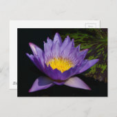 Paarse Lotus Waterlily Briefkaart (Voorkant / Achterkant)