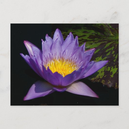 Paarse Lotus Waterlily Briefkaart (Voorkant)