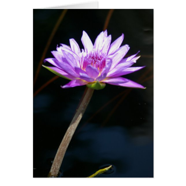 Paarse Lotus Waterlily Card (Voorkant)
