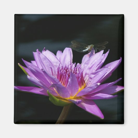 Paarse Lotus Waterlily Dragonfly magnet (Voorkant)