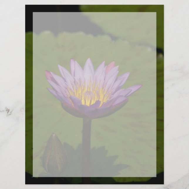 Paarse Lotus Waterlily Flower (Voorkant)