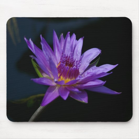 Paarse Lotus Waterlily Mousepad Muismat (Voorkant)
