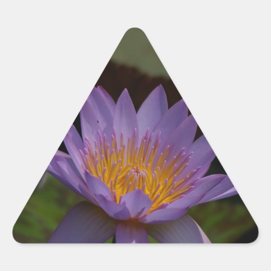 Paarse Lotus Waterlily Sticker (Voorkant)
