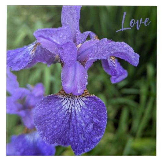 Paarse Love Lily Tegeltje (Voorkant)