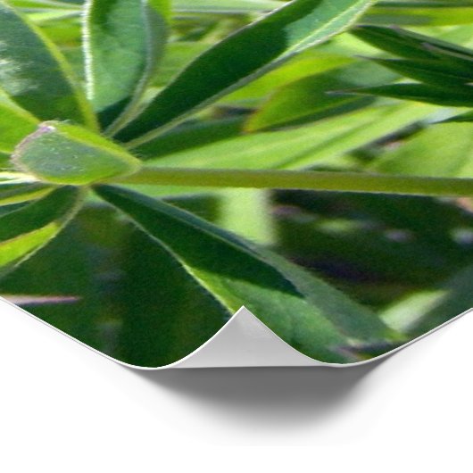 Paarse Lupine 1 Poster (Hoek)