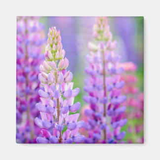 Paarse Lupine Bloemen Magneet