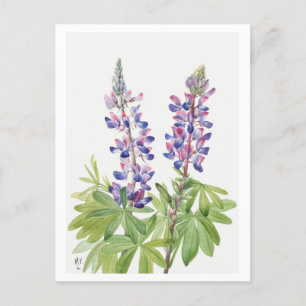 Paarse Lupine Botanische Illustratie Briefkaart