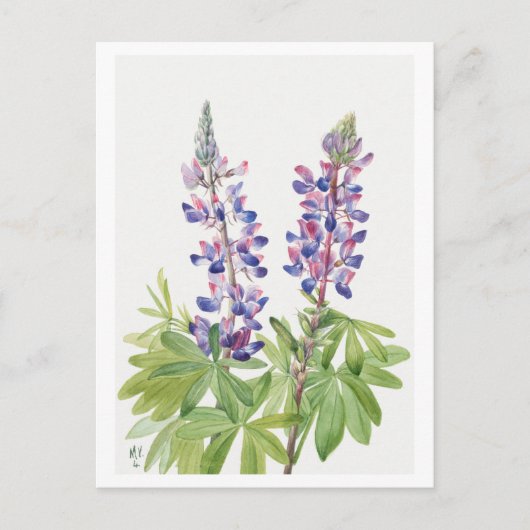 Paarse Lupine Botanische Illustratie Briefkaart (Voorkant)