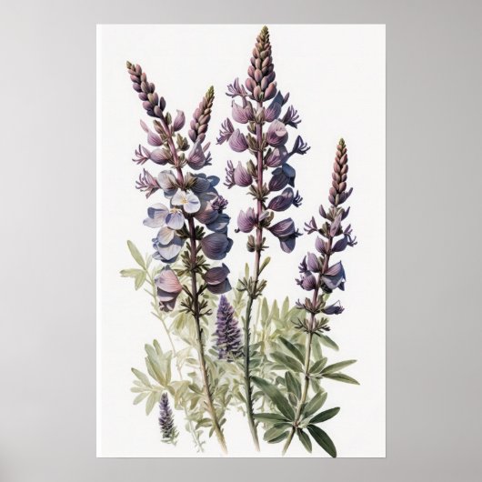 Paarse Lupine Flower Art Print Poster (Voorkant)