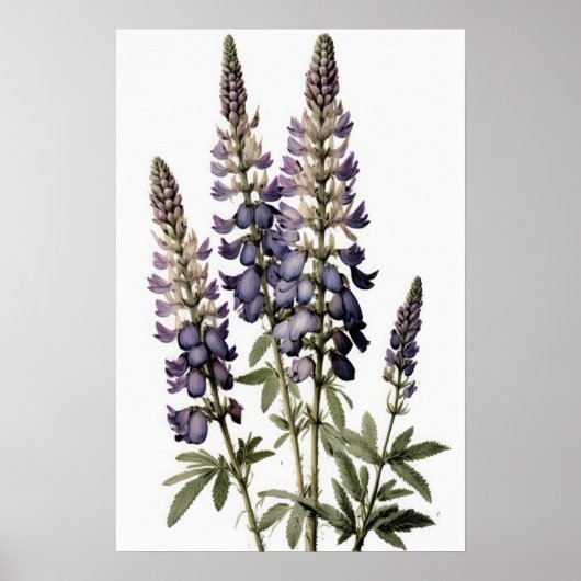 Paarse Lupine Flower Art Print Poster (Voorkant)