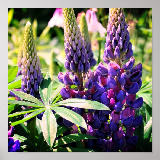 Paarse Lupine Flower Trio Poster (Voorkant)